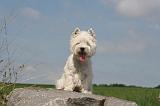 WESTIE 358
